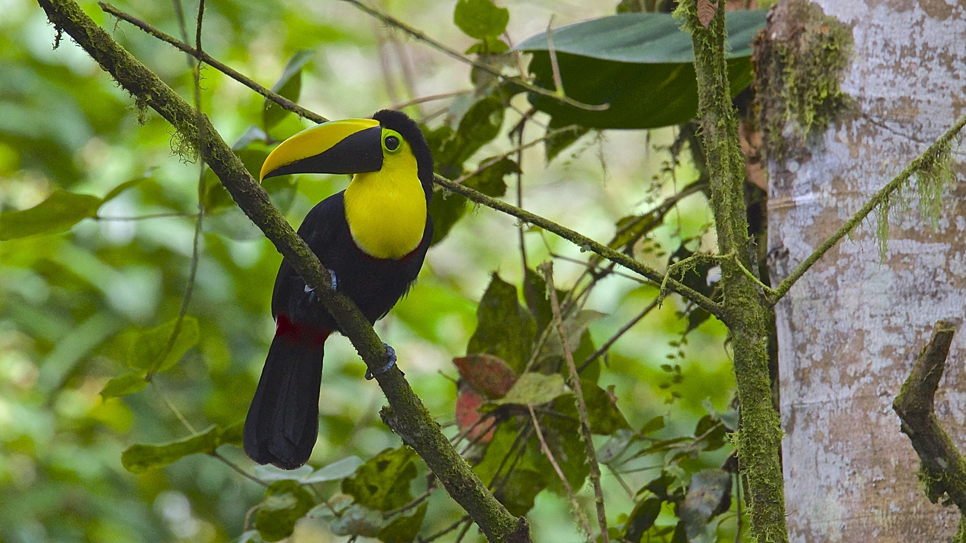 Faszination Regenwald! Choco-Tukan,Ramphastos brevis, Mindo-Nambillo-Nationalpark Ecuador