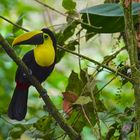 Faszination Regenwald! Choco-Tukan,Ramphastos brevis, Mindo-Nambillo-Nationalpark Ecuador