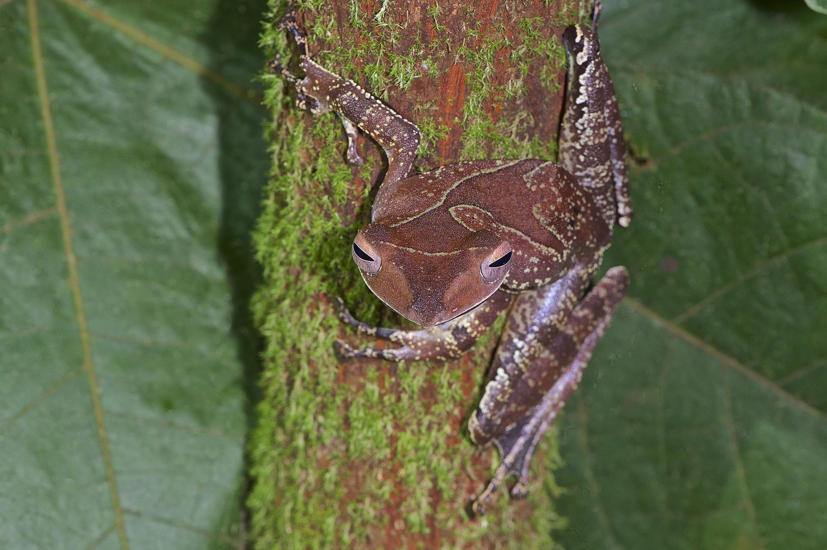 Faszination Regenwald ! Collett's Tree Frog Polypedates colletti Borneo 2015