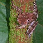 Faszination Regenwald ! Collett's Tree Frog Polypedates colletti Borneo 2015