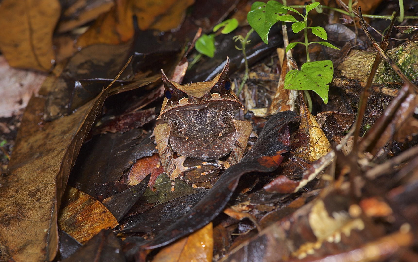 Faszination Regenwald ! Der Tarnungskünstler Borneo 2015