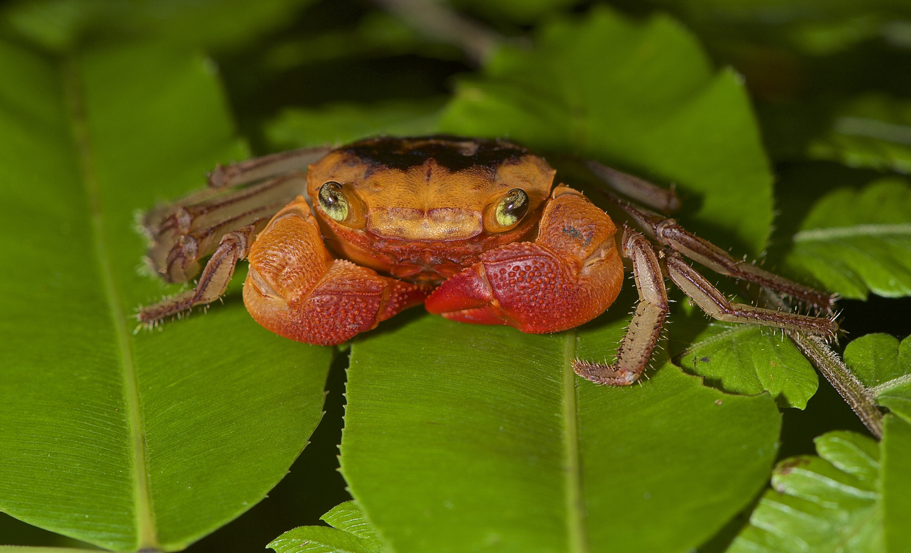 Faszination Regenwald ! Djungel-Krabbe, Scandama spledidum, Borneo 2015