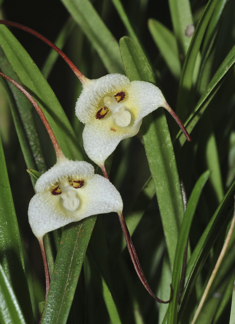 Faszination Regenwald ! Dracula Orchidee, Pleurothallidinae, Dracula lotax, Mindo-Nambillo-National