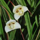 Faszination Regenwald ! Dracula Orchidee, Pleurothallidinae, Dracula lotax, Mindo-Nambillo-National