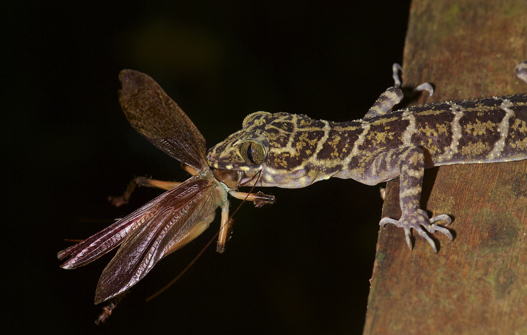 Faszination Regenwald! Ein großer Happen, Borneo März 2016