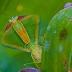 Faszination Regenwald! Ein Mantis Portrait aus dem Bergregenwald von Peru