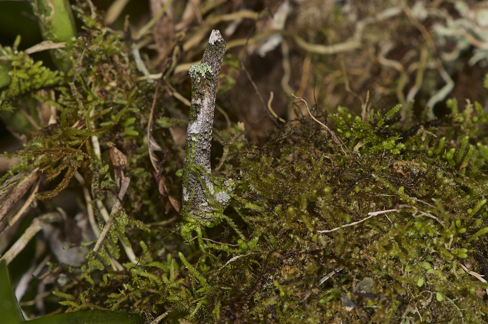 Faszination Regenwald! Ein "Moostier" aus dem Nebelwald von Peru