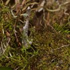 Faszination Regenwald! Ein "Moostier" aus dem Nebelwald von Peru