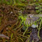 Faszination Regenwald! Ein Tarnungskünstler, Laubschrecke sp. aus dem Nebelwald von Peru