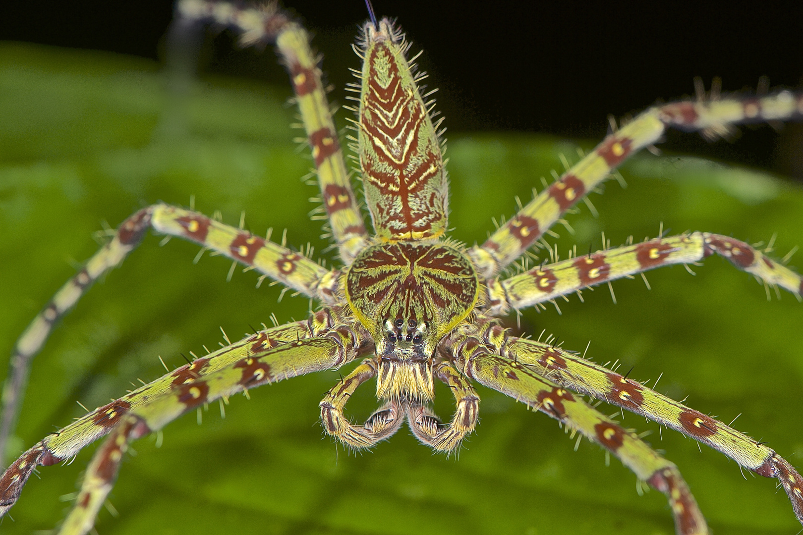 Faszination Regenwald ! Eine farbenfrohe Spinne in beeindruckender Größe,Borneo März 2016