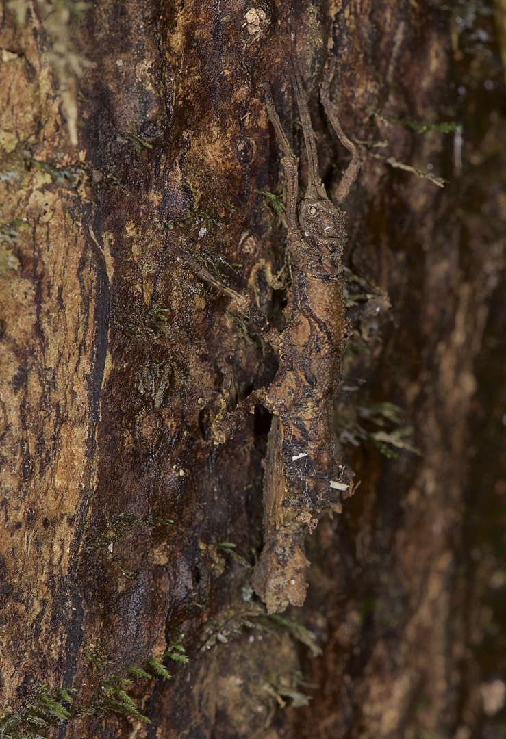 Faszination Regenwald ! Eine perfekte Tarnung, Gespenstheuschrecke sp, Mulu -Nationalpark Borneo