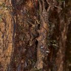 Faszination Regenwald ! Eine perfekte Tarnung, Gespenstheuschrecke sp, Mulu -Nationalpark Borneo