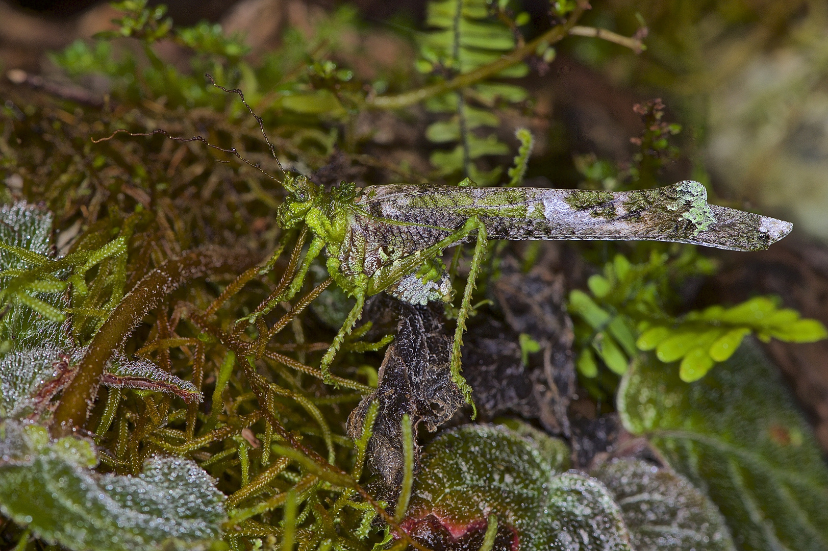 Faszination Regenwald! Eine Tarnungskünstlerin aus dem Nebelwald von Peru