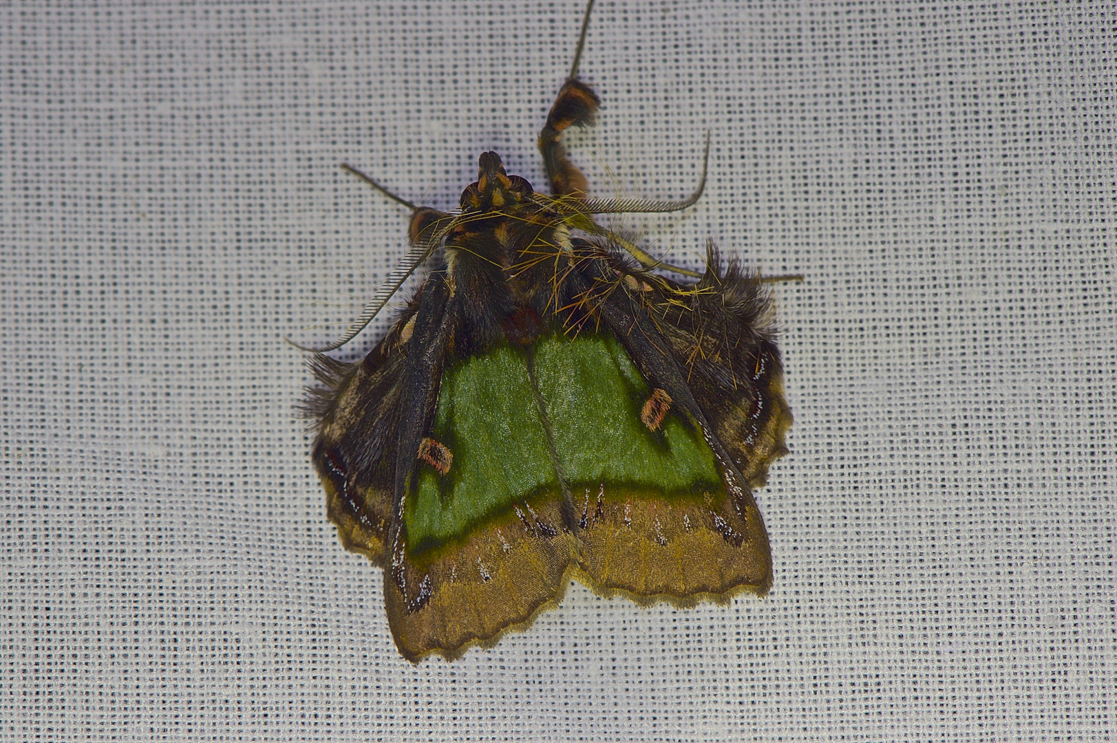 Faszination Regenwald! Emeraldine ,Ceroctena amynta, Manu-Nationalpark,Peru    