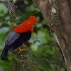 Faszination Regenwald ! Felsenhahn,Peru,Manu-Nationalpark