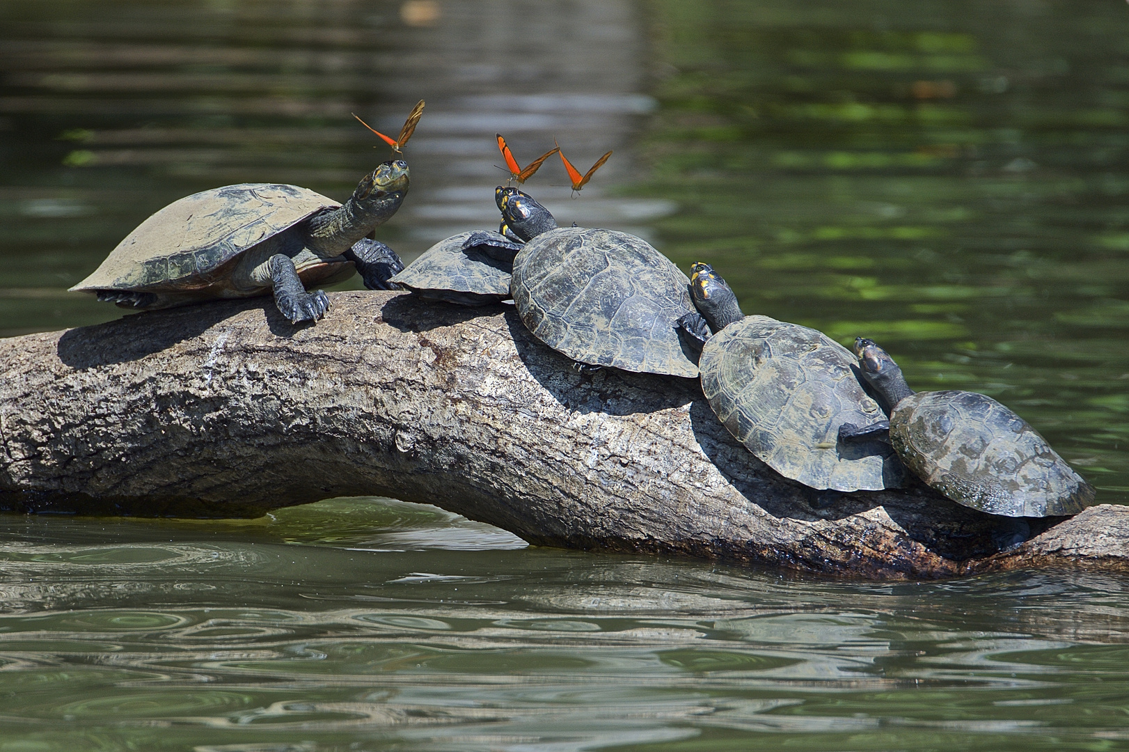 Faszination Regenwald! Flußschildkröten aus dem Tieflandregenwald von Peru