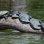 Faszination Regenwald! Flußschildkröten aus dem Tieflandregenwald von Peru