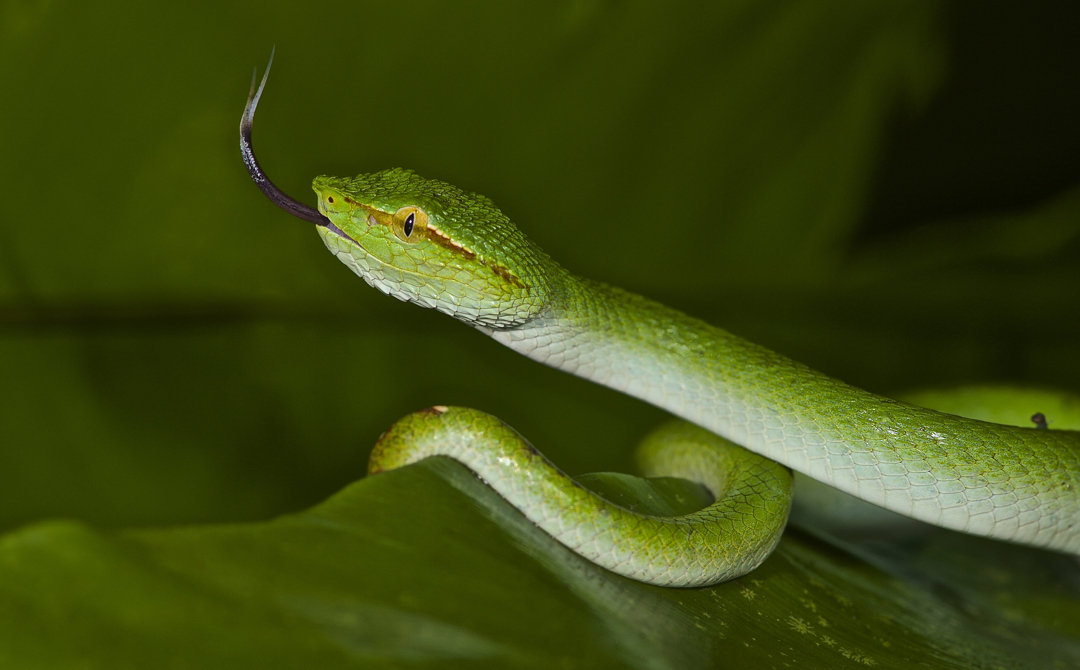 Faszination Regenwald! Grüne Viper, Borneo, Santubong März 2016
