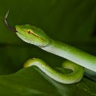 Faszination Regenwald! Grüne Viper, Borneo, Santubong März 2016