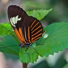 Faszination Regenwald! Heliconius melpomene ssp. aus dem Tieflandregenwald von Peru