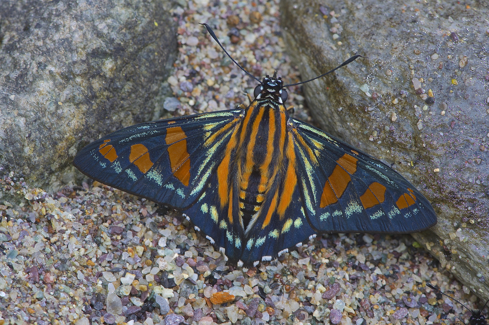 Faszination Regenwald! Hesperidae sp. Pampa Hermosa-Natianalpark,Peru