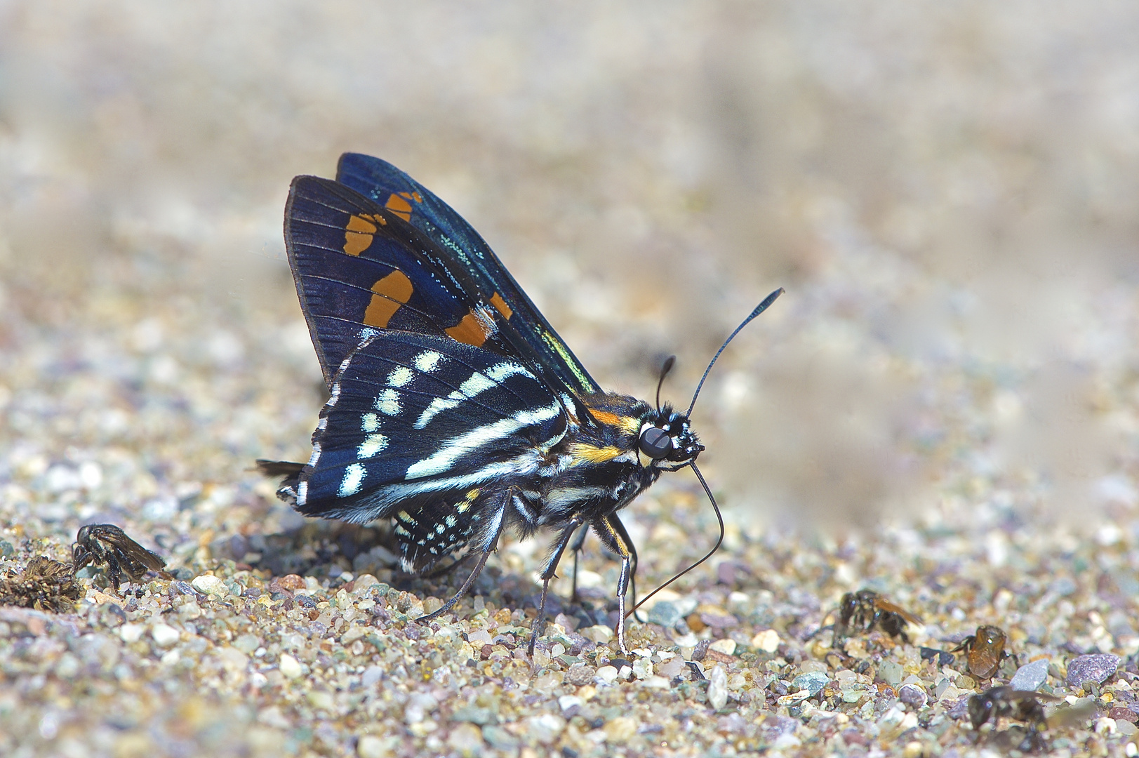 Faszination Regenwald! Hesperidae sp. Pampa Hermosa-Nationalpark,Peru