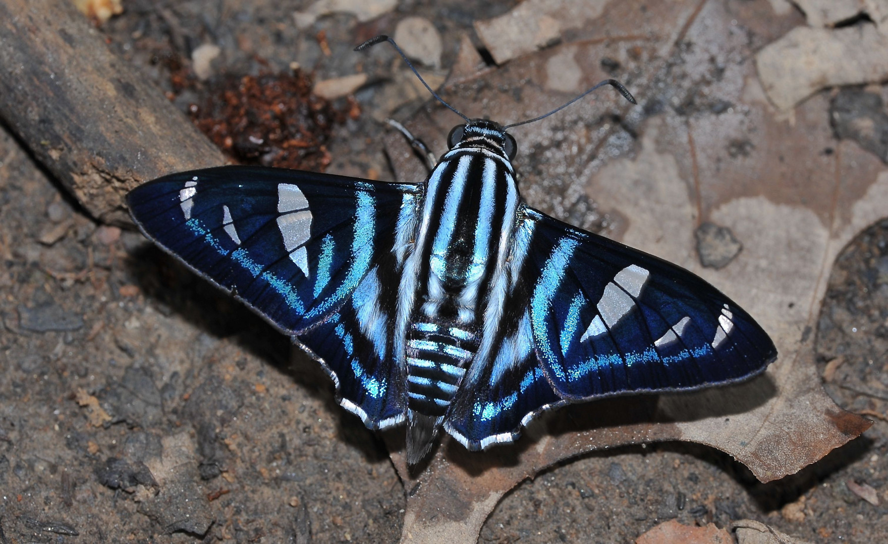 Faszination Regenwald ! Hesperiidae Jemadia fallax fida  Ecuador 2014