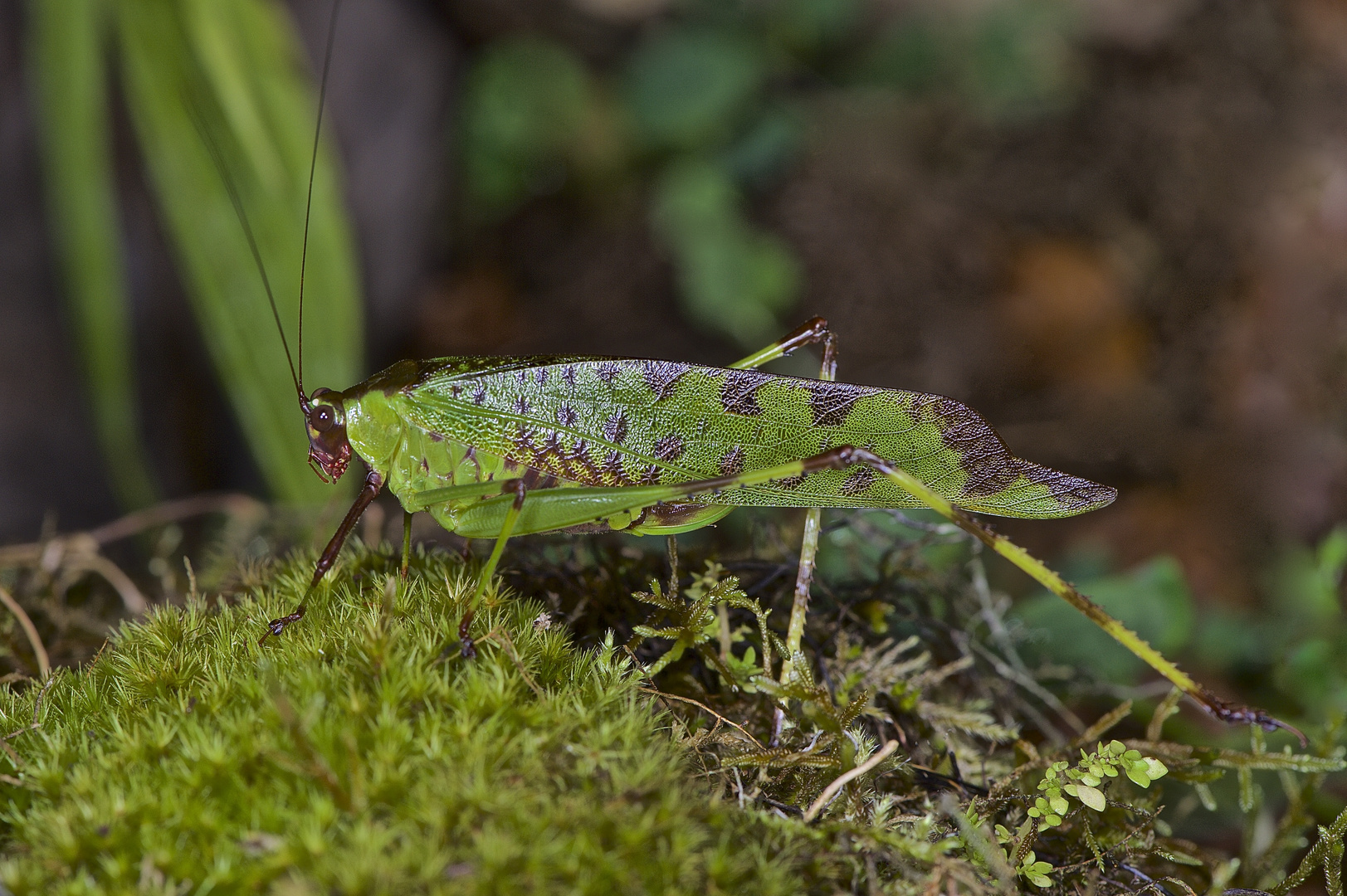 Faszination Regenwald! Heuschrecke sp. aus dem Nebelwald von Peru