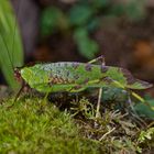 Faszination Regenwald! Heuschrecke sp. aus dem Nebelwald von Peru