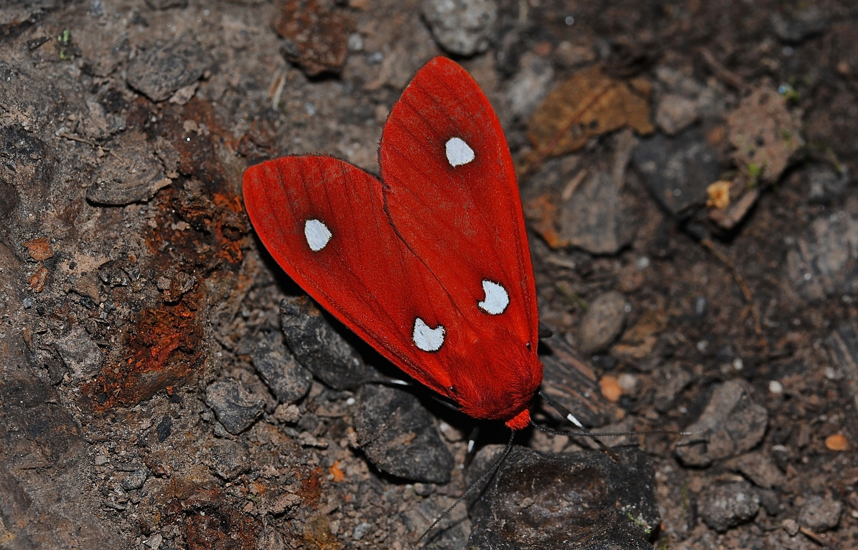 Faszination Regenwald , Hyperthaema sanguineata, Ecuador 2013