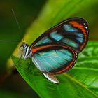 Faszination Regenwald!  Ithominii,Oleria assimilis assimilis, Yashuni-Nationalpark Ecuador