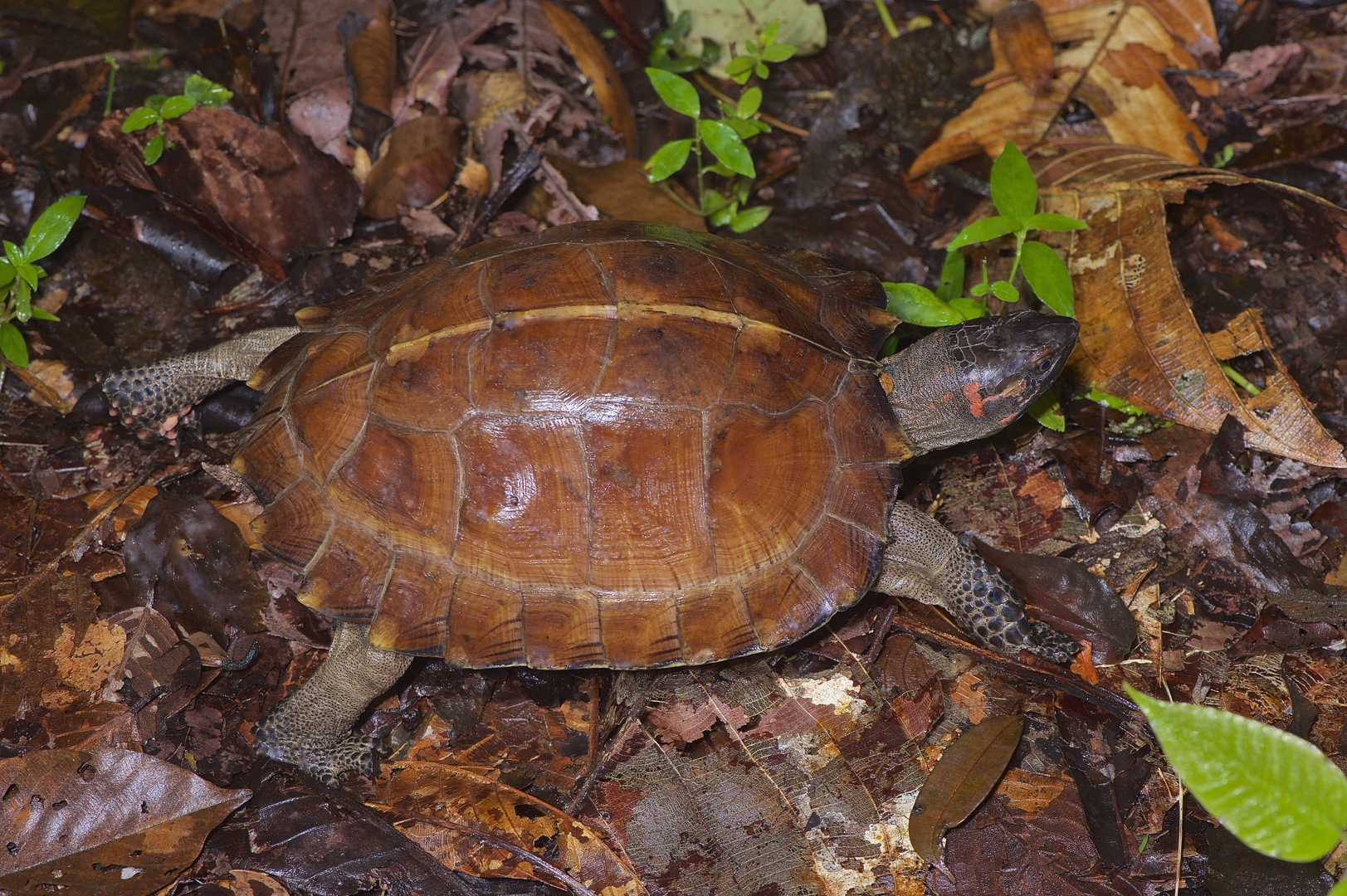 Faszination Regenwald ! Jungle-Schildkröte sp, Kubah-Nationalpark Borneo