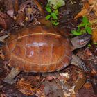 Faszination Regenwald ! Jungle-Schildkröte sp, Kubah-Nationalpark Borneo