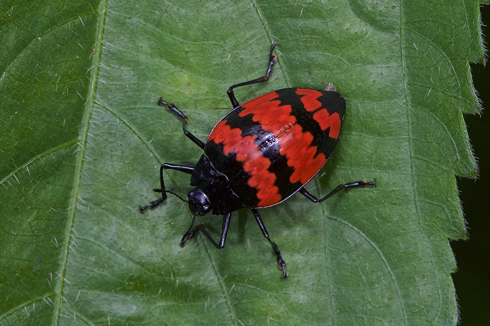 Faszination Regenwald! Käfer sp. aus dem Tieflandregenwald von Peru