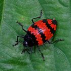 Faszination Regenwald! Käfer sp. aus dem Tieflandregenwald von Peru