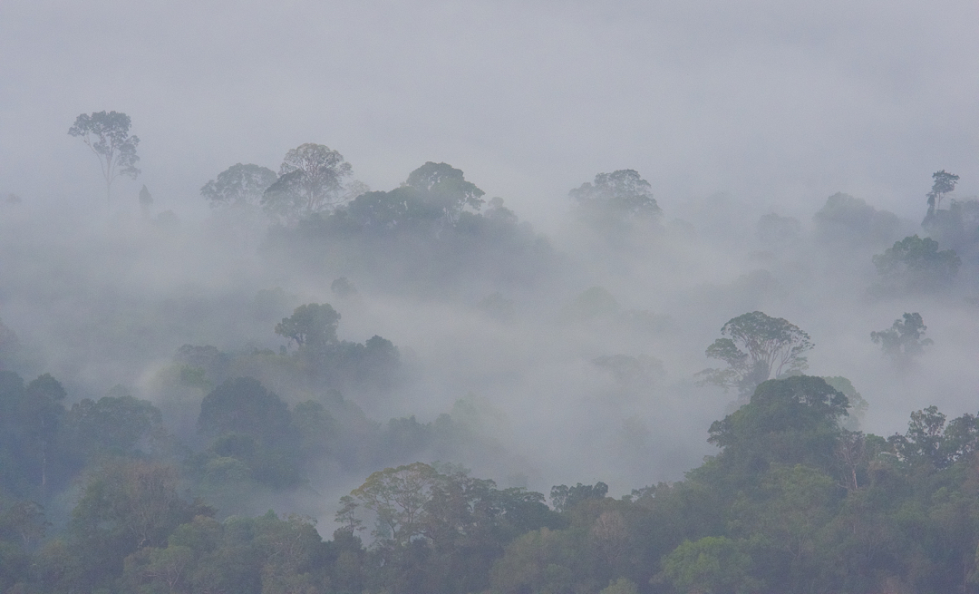 Faszination Regenwald ! Kalimantan View, Borneo März 2016