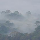 Faszination Regenwald ! Kalimantan View, Borneo März 2016