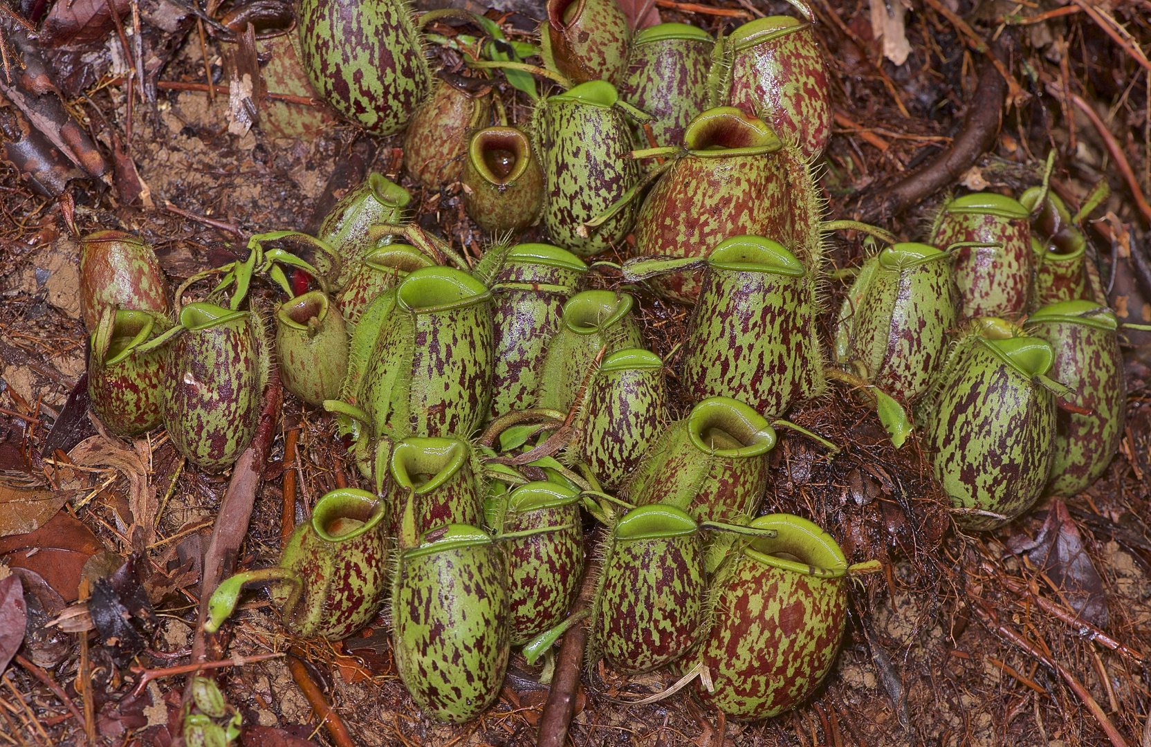 Faszination Regenwald ! Kannenpflanzen, Nepenthes ampullaria, Mulu-Nationalpark Borneo 2016