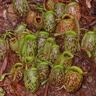 Faszination Regenwald ! Kannenpflanzen, Nepenthes ampullaria, Mulu-Nationalpark Borneo 2016