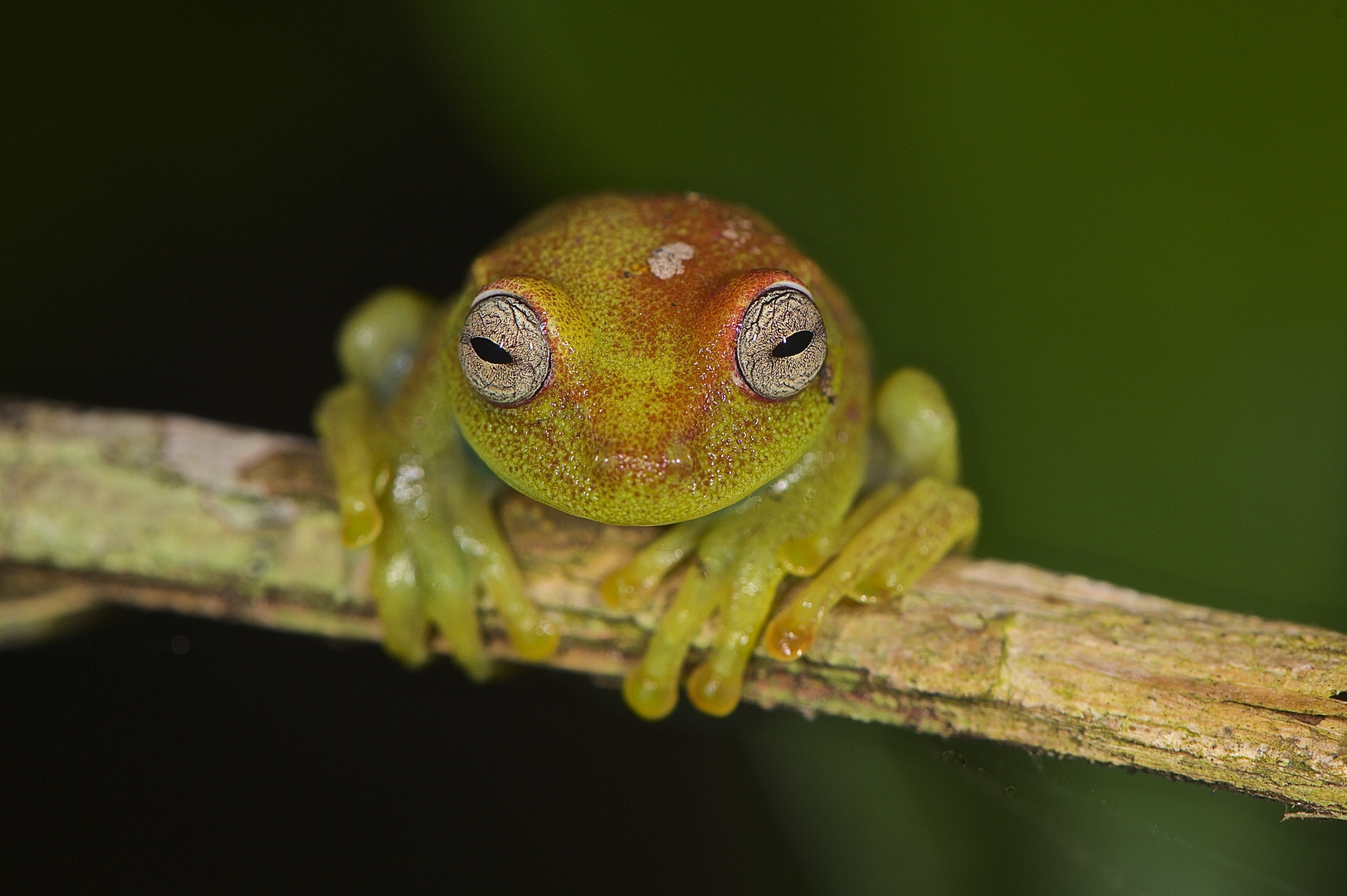 Faszination Regenwald! Laubfrosch,Hypsiboas punctatus, Madidi Nationalpark, Bolivien 2015