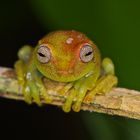 Faszination Regenwald! Laubfrosch,Hypsiboas punctatus, Madidi Nationalpark, Bolivien 2015