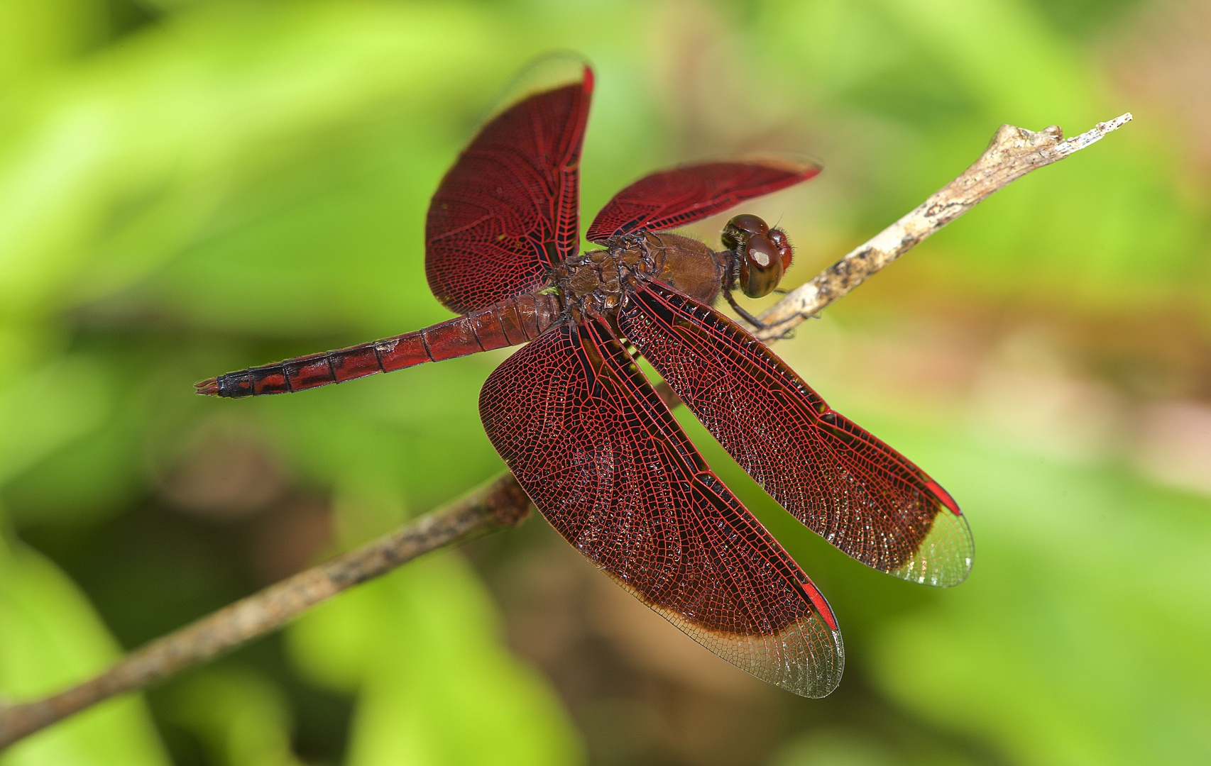 Faszination Regenwald ! Libelle Neuothemis ramburii Borneo 2015