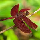 Faszination Regenwald ! Libelle Neuothemis ramburii Borneo 2015