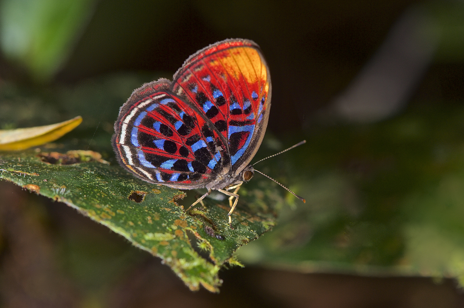 Faszination Regenwald ! Maiay Red Harlequin,Riodinidae, Paralaxita damajanti, Borneo März 2016