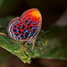 Faszination Regenwald ! Maiay Red Harlequin,Riodinidae, Paralaxita damajanti, Borneo März 2016