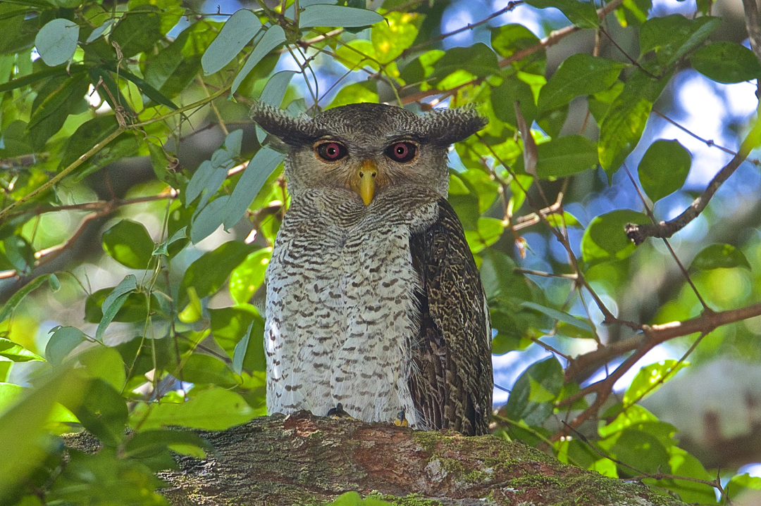 Faszination Regenwald !  Malayen-Uhu, Bubo sumatranus tenuifasciatus,Borneo März 2016