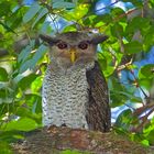 Faszination Regenwald !  Malayen-Uhu, Bubo sumatranus tenuifasciatus,Borneo März 2016