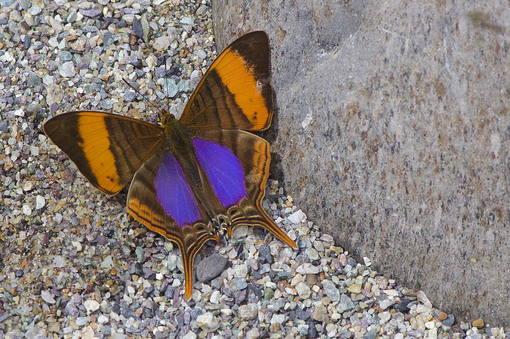 Faszination Regenwald ! Marpesia marcella, Peru, Manu-Nationalpark