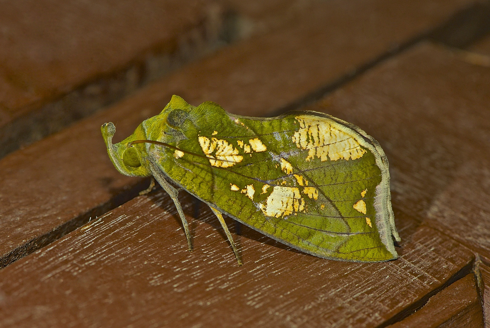 Faszination Regenwald ! Nachtfalter, Noctuidae, Eudocima cocalus, Mulu-Nationalpark Borneo