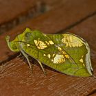 Faszination Regenwald ! Nachtfalter, Noctuidae, Eudocima cocalus, Mulu-Nationalpark Borneo